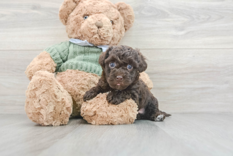 Fluffy Havapoo Poodle Mix Pup