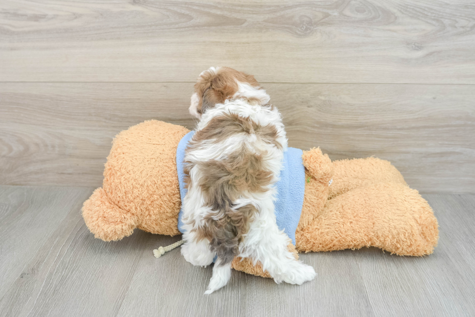 Fluffy Havapoo Poodle Mix Pup