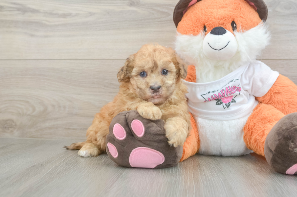 6 week old Havapoo Puppy For Sale - Premier Pups