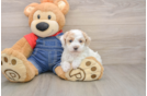 Havapoo Puppy for Adoption