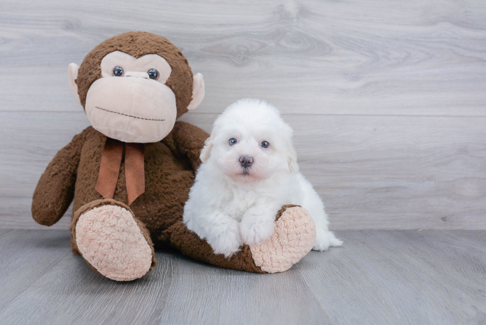 Fluffy Havapoo Poodle Mix Pup