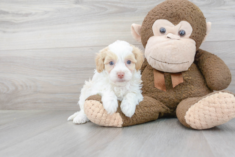 Funny Havapoo Poodle Mix Pup