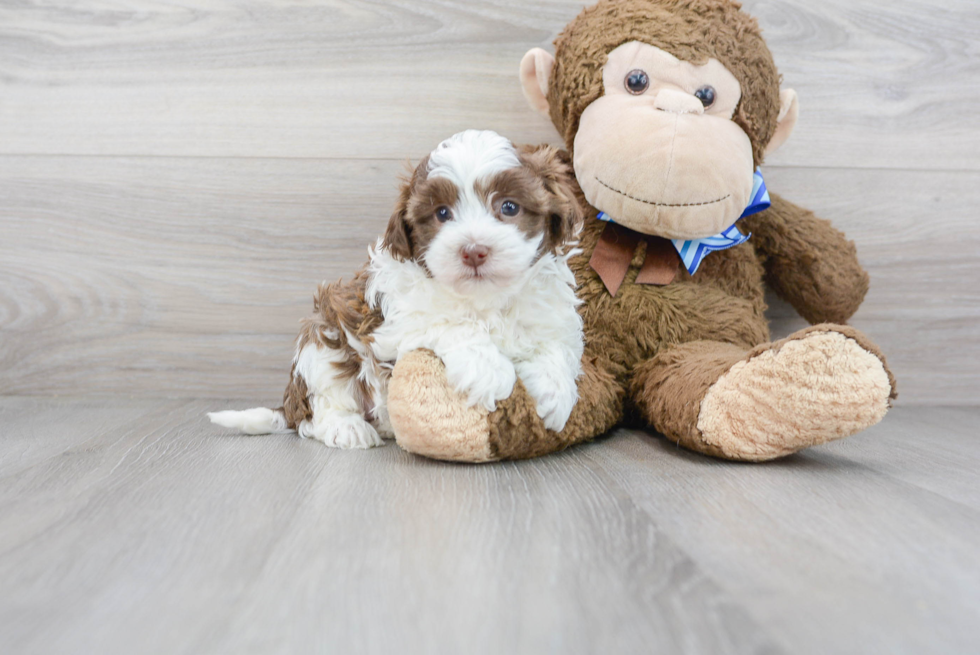 Adorable Havanese Poodle Mix Puppy