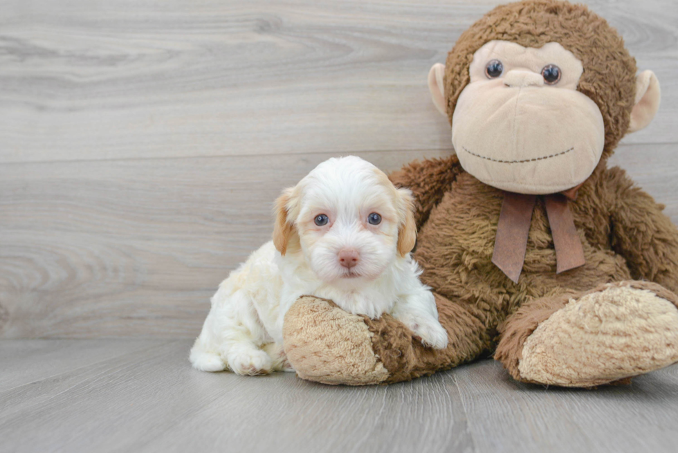 Smart Havapoo Poodle Mix Pup