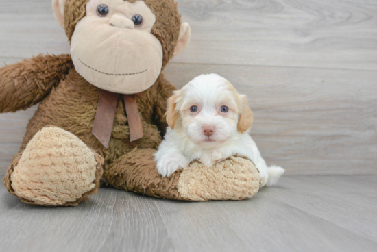 Fluffy Havapoo Poodle Mix Pup