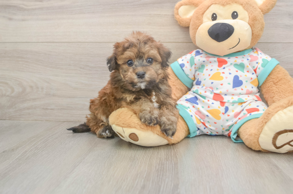 5 week old Havapoo Puppy For Sale - Premier Pups