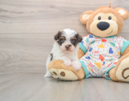 7 week old Havapoo Puppy For Sale - Premier Pups