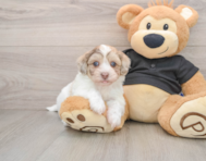 6 week old Havapoo Puppy For Sale - Premier Pups