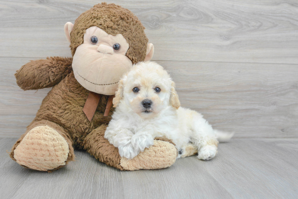 Energetic Havanese Poodle Mix Puppy