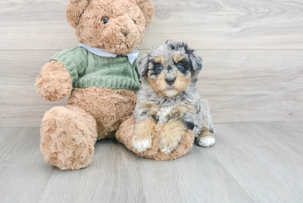 Funny Havapoo Poodle Mix Pup