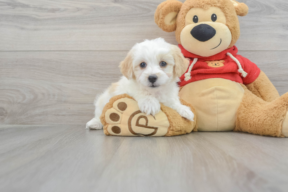 Smart Havapoo Poodle Mix Pup