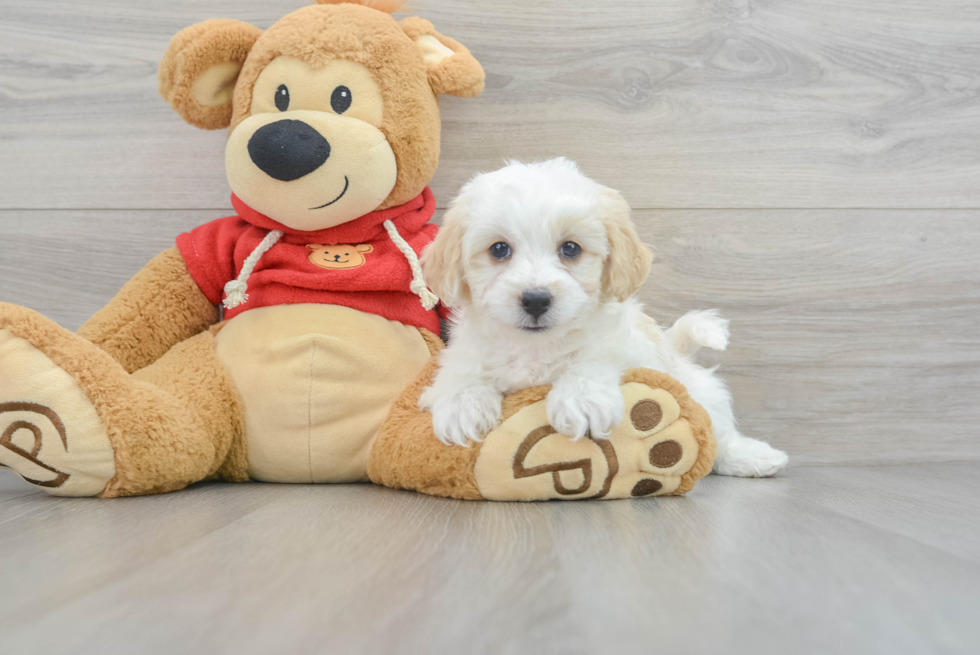 Fluffy Havapoo Poodle Mix Pup