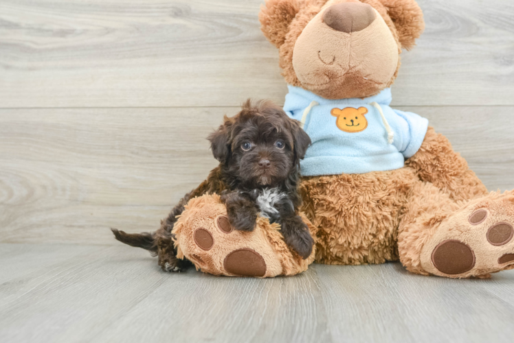 Funny Havapoo Poodle Mix Pup