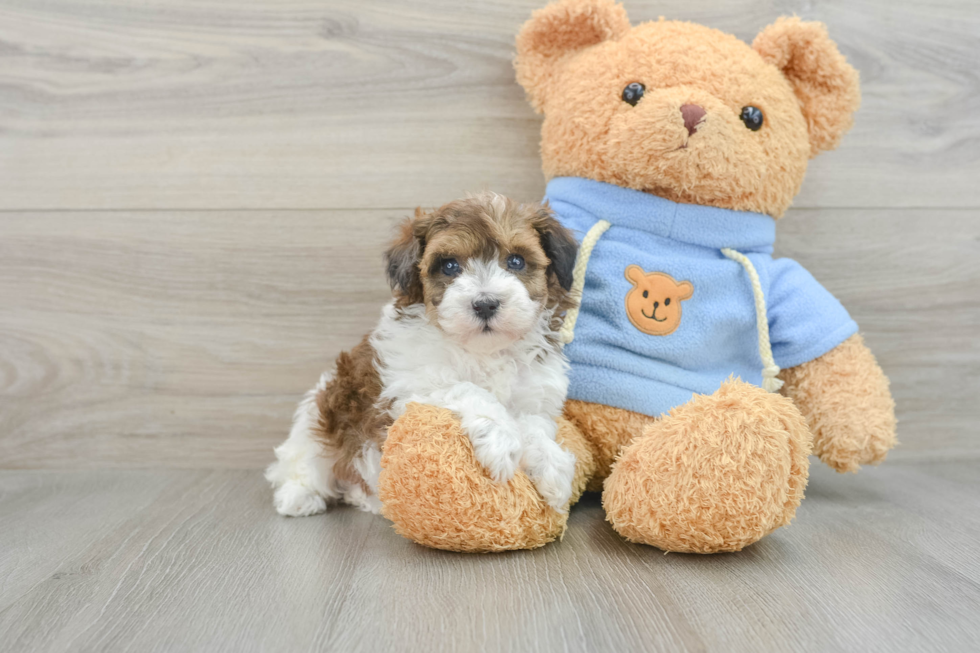 Energetic Havadoodle Poodle Mix Puppy