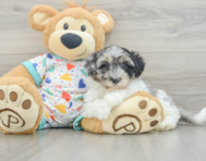 7 week old Havapoo Puppy For Sale - Premier Pups