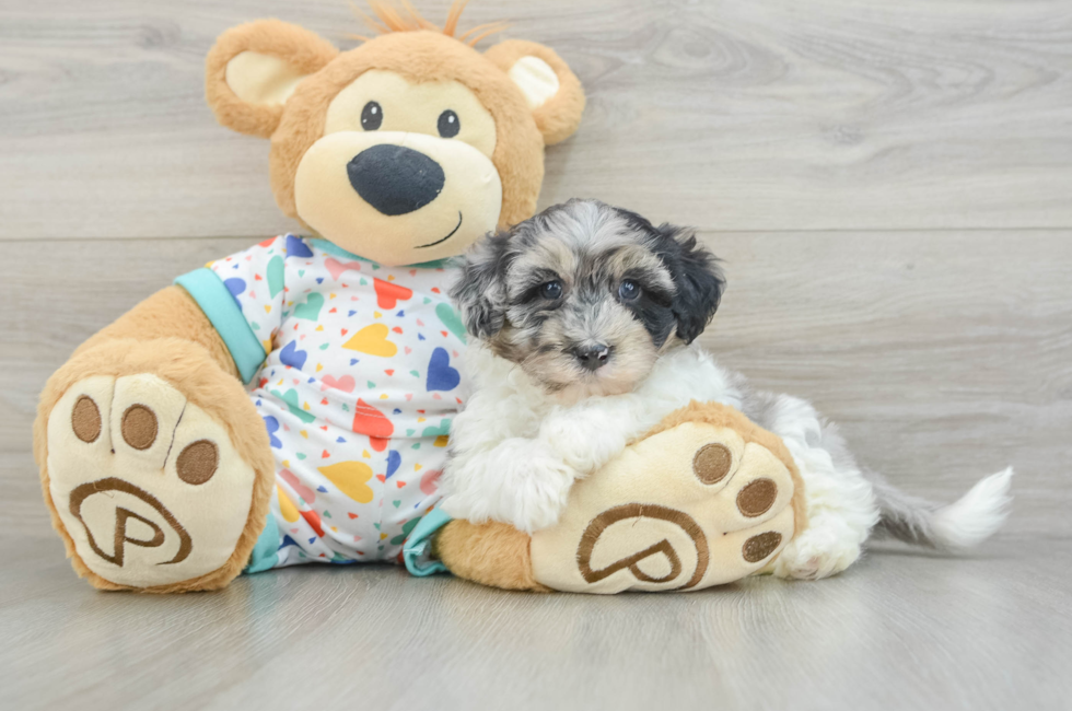 5 week old Havapoo Puppy For Sale - Premier Pups