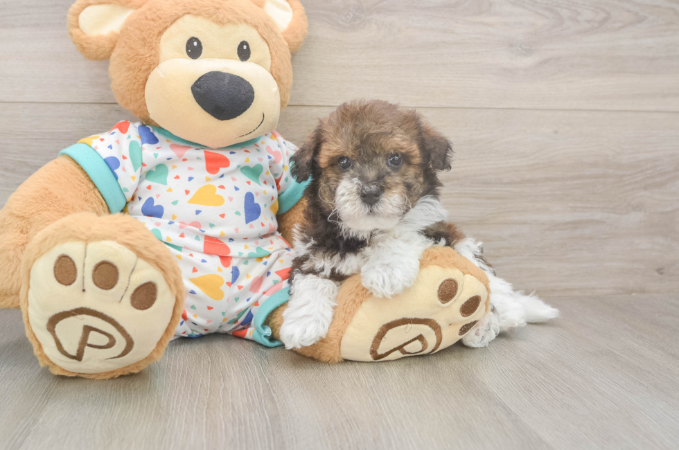 5 week old Havapoo Puppy For Sale - Premier Pups