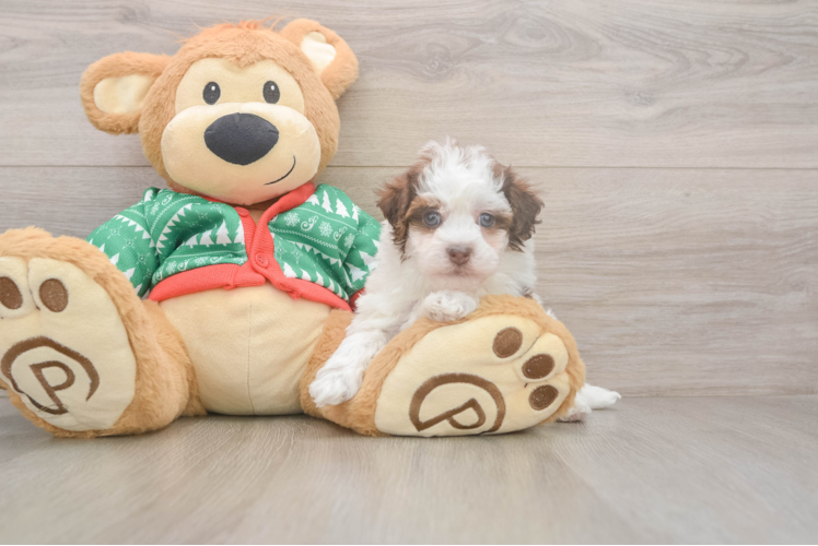 Havapoo Pup Being Cute