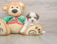 6 week old Havapoo Puppy For Sale - Premier Pups