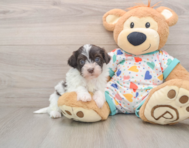 7 week old Havapoo Puppy For Sale - Premier Pups