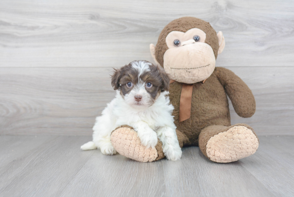 Popular Havapoo Poodle Mix Pup