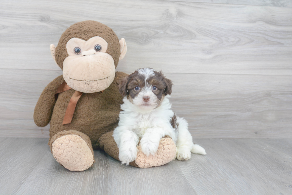 Smart Havapoo Poodle Mix Pup