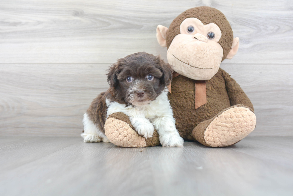 Funny Havapoo Poodle Mix Pup