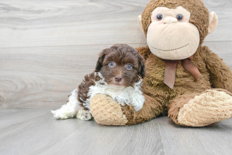 Hypoallergenic Havadoodle Poodle Mix Puppy