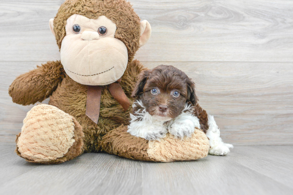 Fluffy Havapoo Poodle Mix Pup