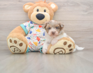 7 week old Havapoo Puppy For Sale - Premier Pups