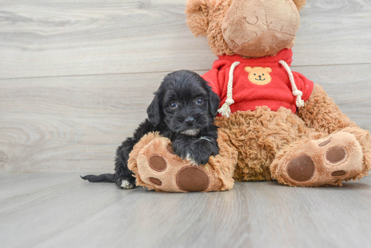 Hypoallergenic Havadoodle Poodle Mix Puppy