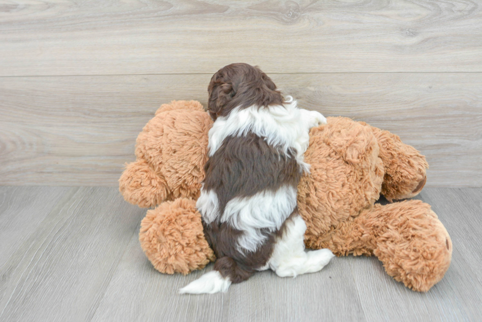 Playful Havadoodle Poodle Mix Puppy
