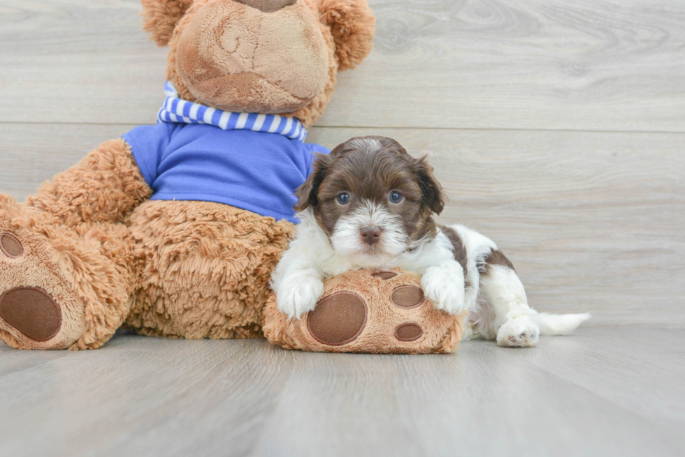 Funny Havapoo Poodle Mix Pup