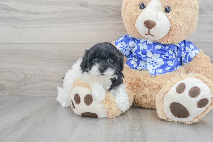 Playful Havadoodle Poodle Mix Puppy