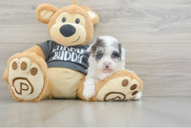 Adorable Havadoodle Poodle Mix Puppy