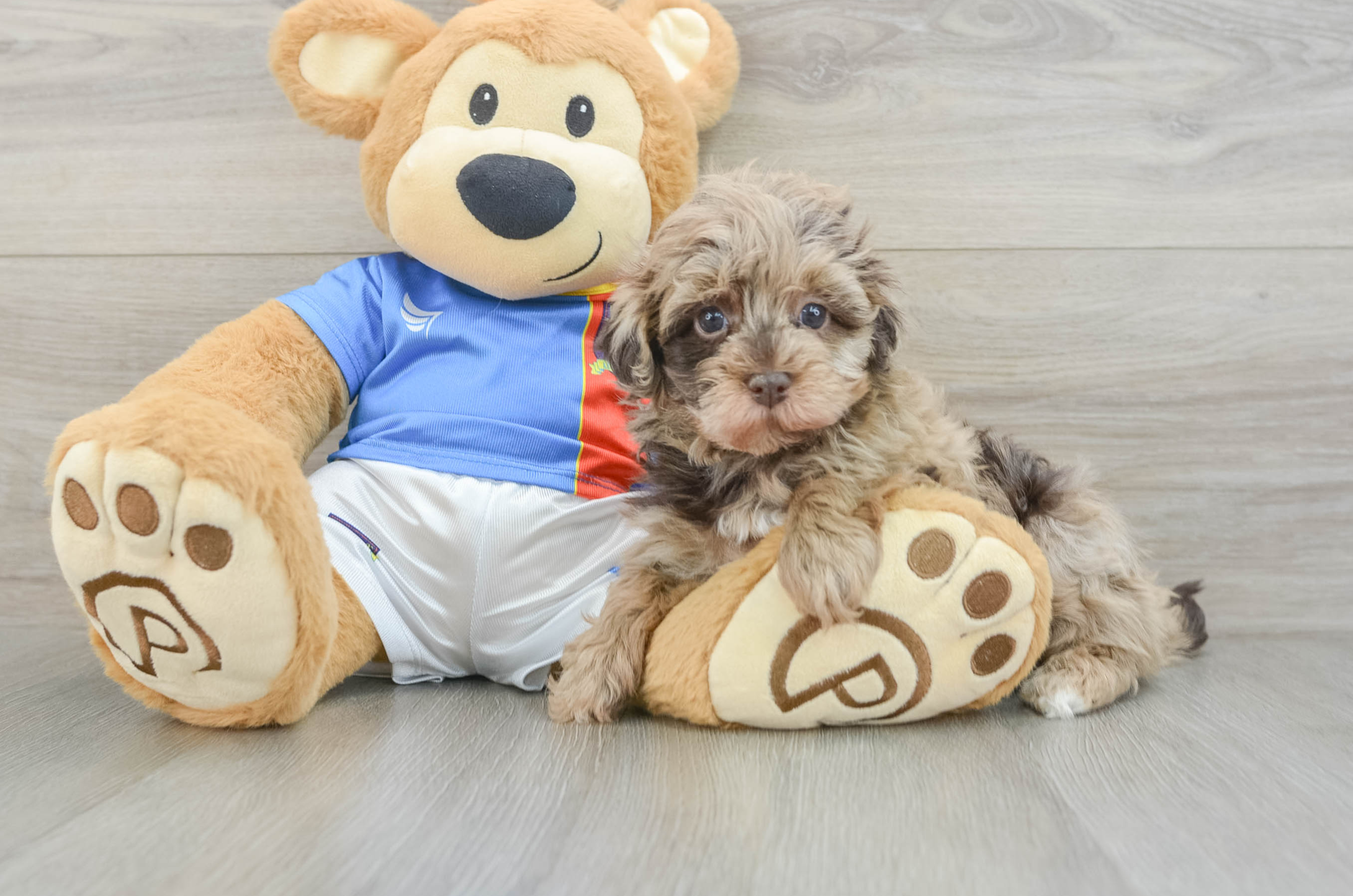 Havapoo Puppies for Sale | Exclusive Designer Puppies