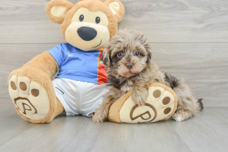 Meet Java - our Havapoo Puppy Photo 3/3 - Premier Pups