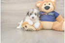 Havapoo Pup Being Cute