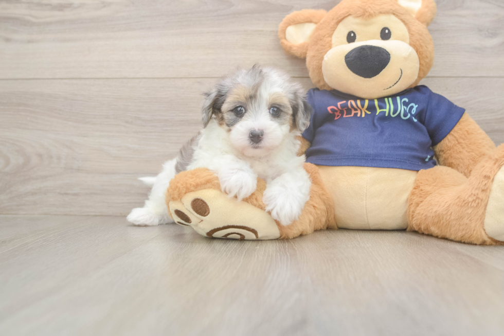 Havapoo Pup Being Cute