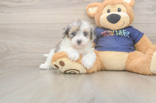 Havapoo Pup Being Cute