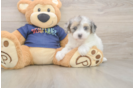 Havapoo Pup Being Cute