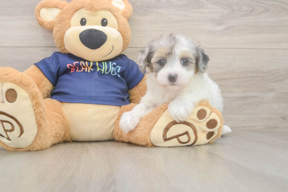 Havapoo Pup Being Cute