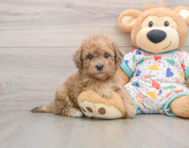 6 week old Havapoo Puppy For Sale - Premier Pups