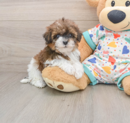 7 week old Havapoo Puppy For Sale - Premier Pups