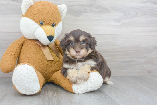 Petite Havapoo Poodle Mix Pup