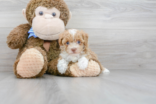 Smart Havapoo Poodle Mix Pup