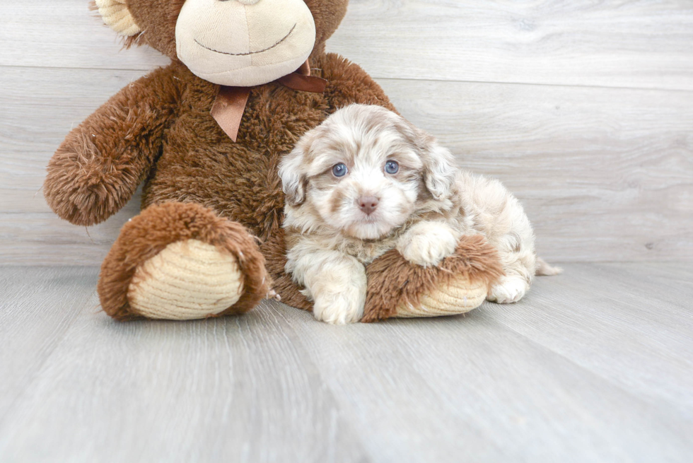 Little Havadoodle Poodle Mix Puppy