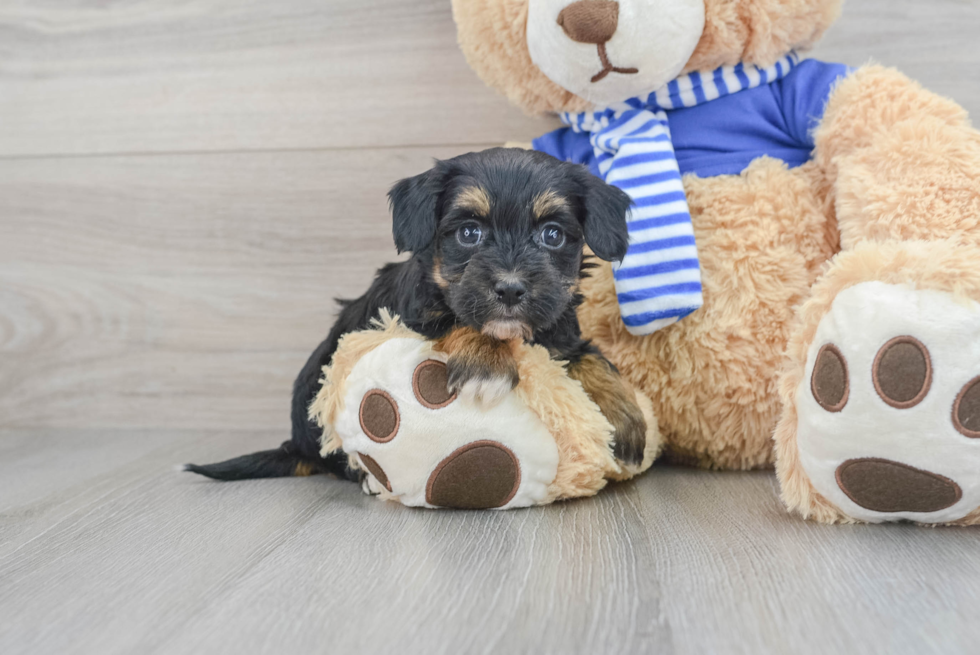 Little Havanese Poodle Mix Puppy