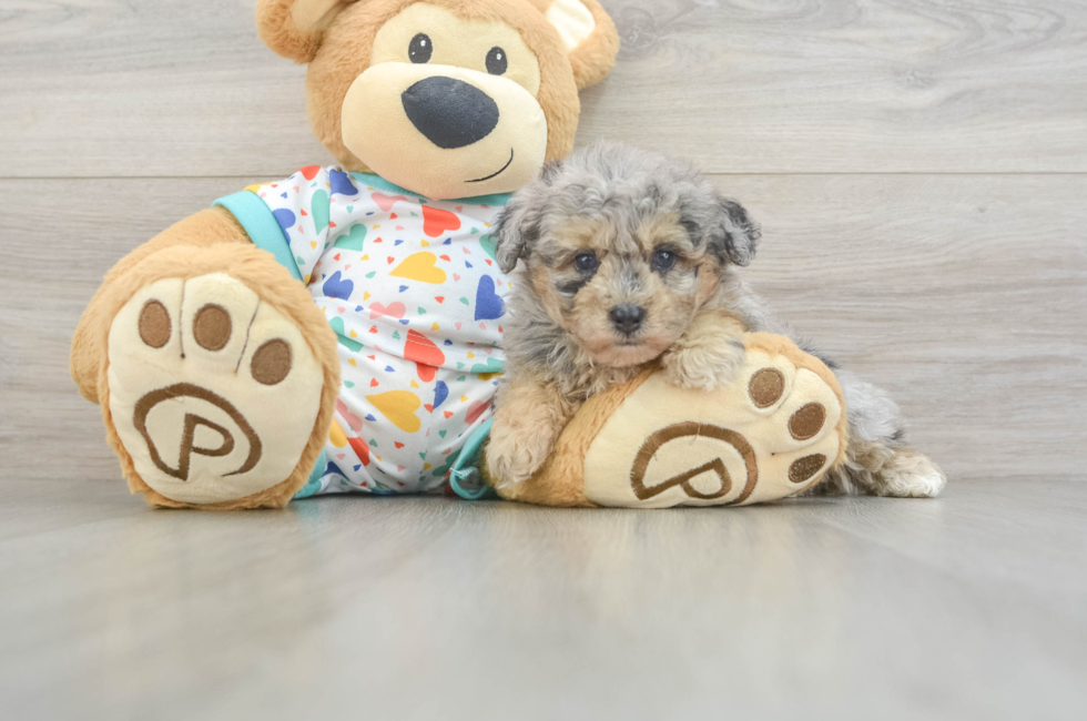 5 week old Havapoo Puppy For Sale - Premier Pups