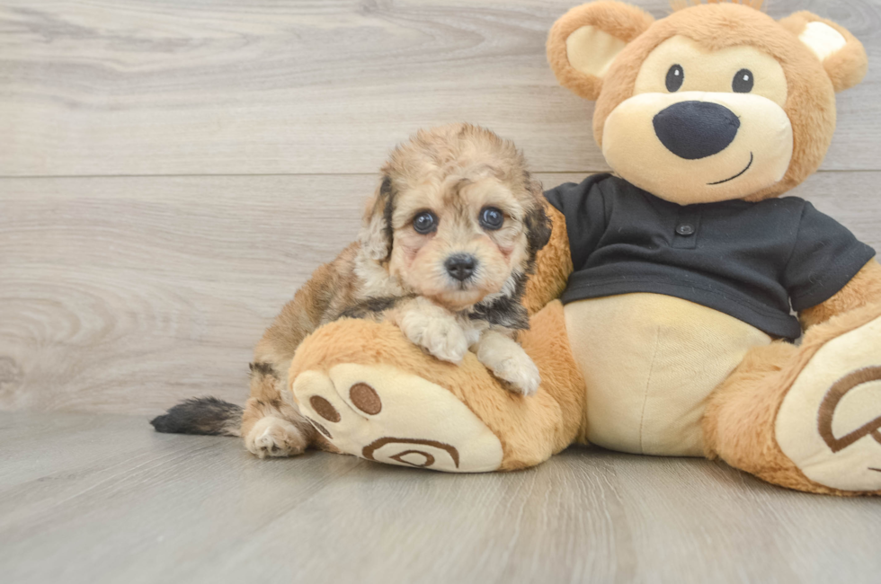 5 week old Havapoo Puppy For Sale - Premier Pups